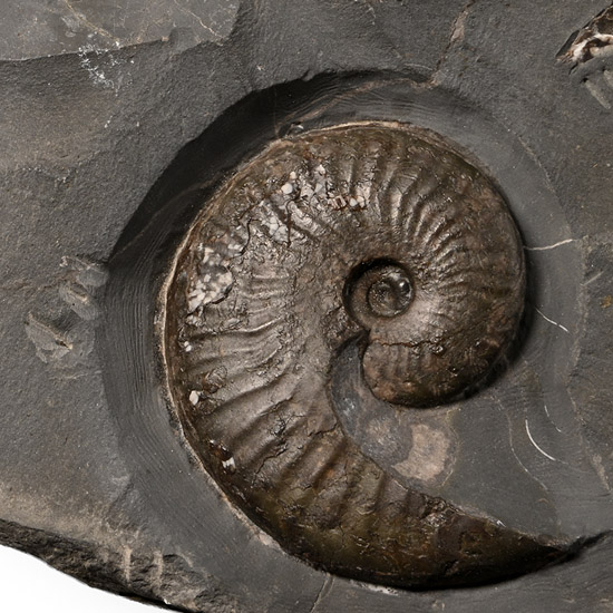 Fossil Ammonite on Matrix