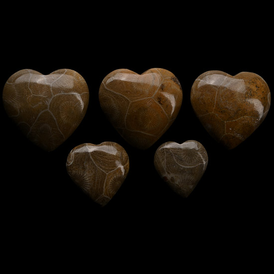 Polished Fossil Coral Head Heart Group