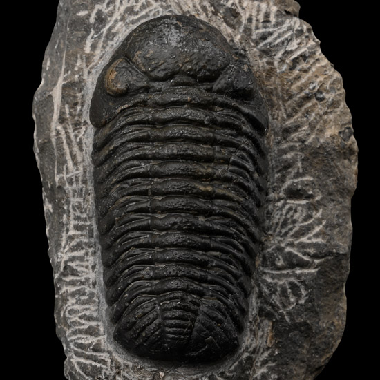 Fossil Phacops Trilobite on Matrix