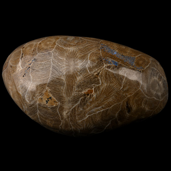 Polished Fossil Coral Head
