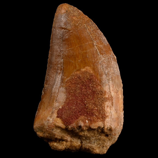 Carcharodontosaurus North African T-Rex Fossil Dinosaur Tooth