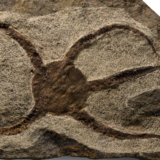 Fossil Brittle Star on Matrix