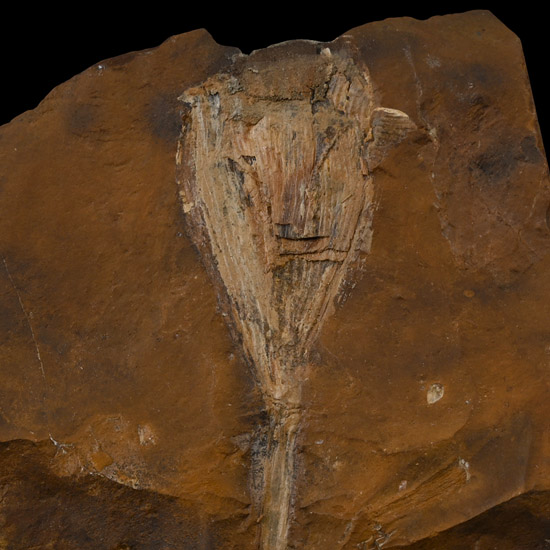 Fossil Ginko Leaf on Matrix
