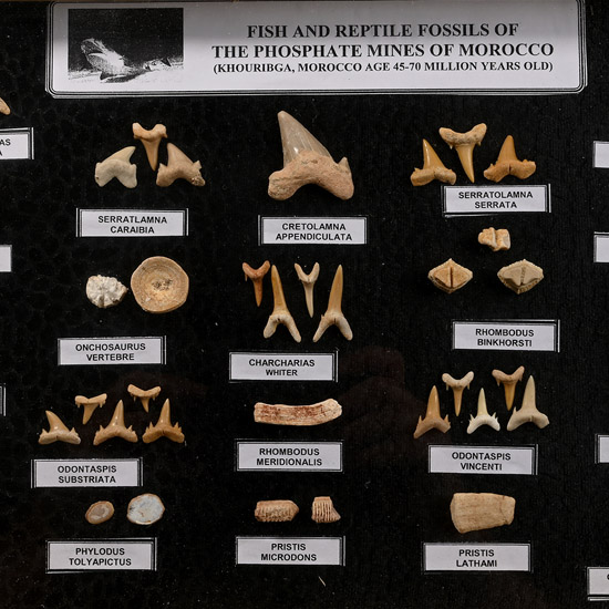 Fossil Sharks Teeth in Display Case