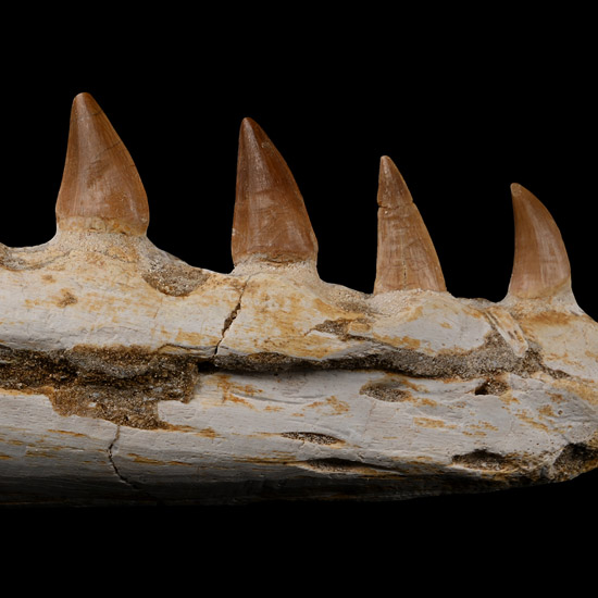 Mosasaur Marine Dinosaur Fossil Jaw Fragment