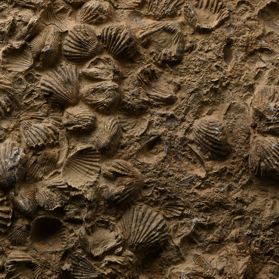 Large Fossil Shell Cluster on Matrix