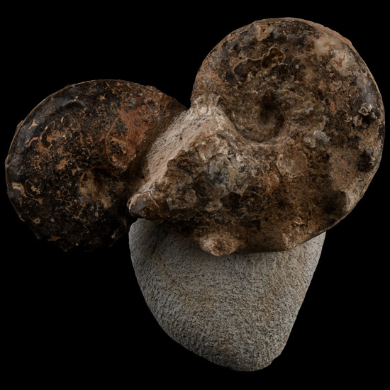 Polished Double Fossil Mamite Display