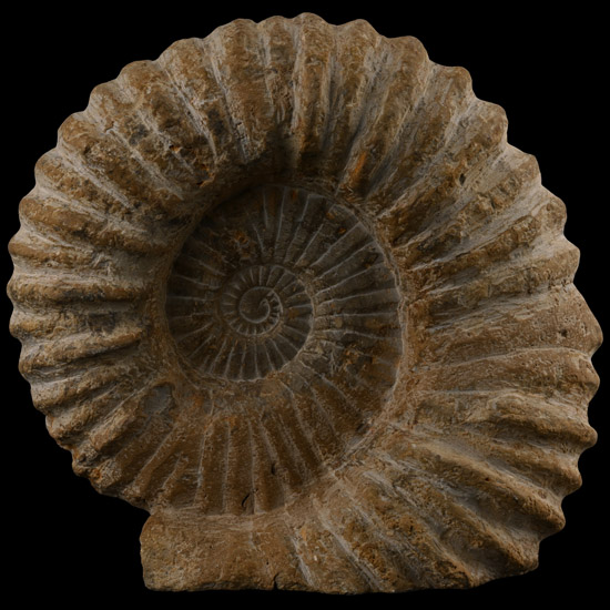 Large Agadir Ammonite Display with Cut Base