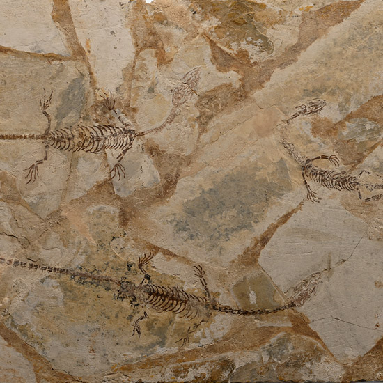 Triple Fossil Mesosaurus Reptile Plate