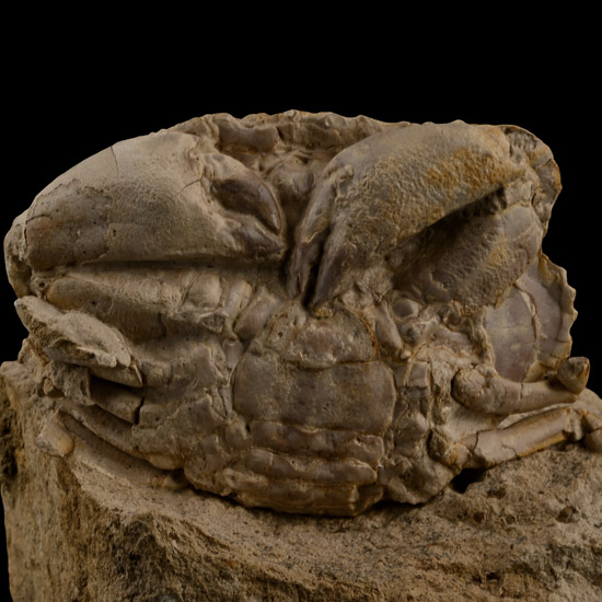 Fossil Crab on Matrix
