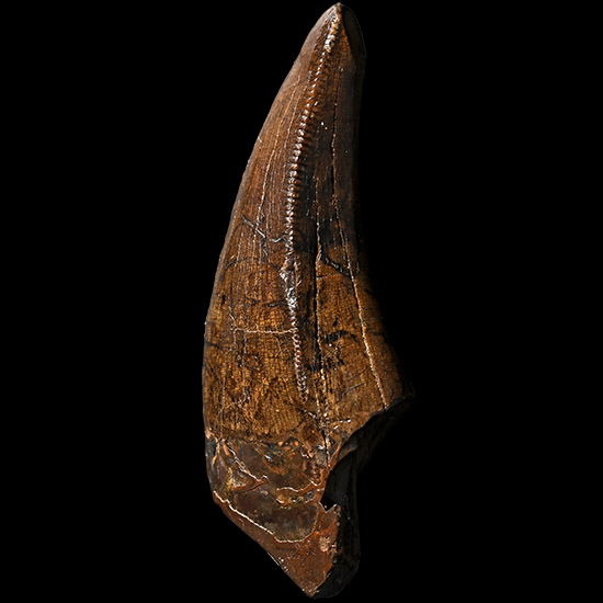The Tooth of a North American Tyrannosaurus-Rex from Montana