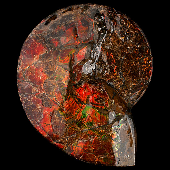 Large Iridescent Placenticeras Ammonite from Alberta