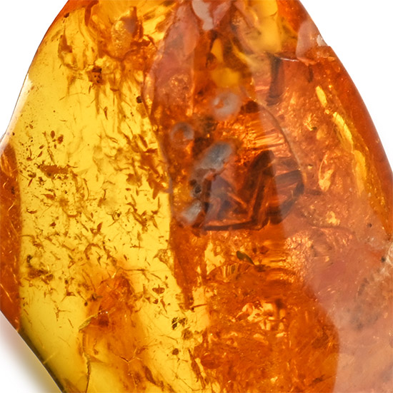 Polished Baltic Amber with Spider and a Fly