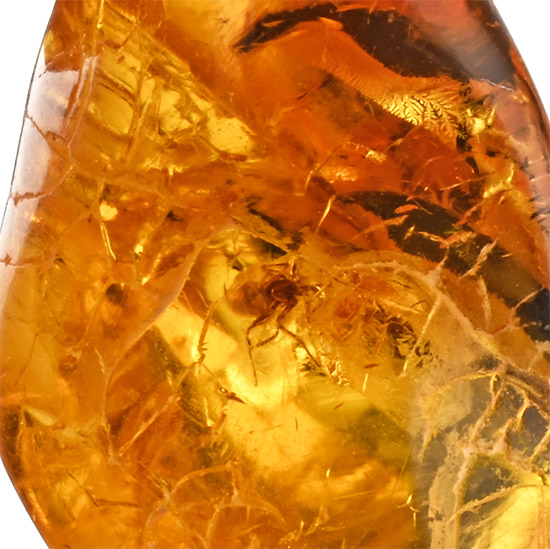 Polished Baltic Amber with Spider