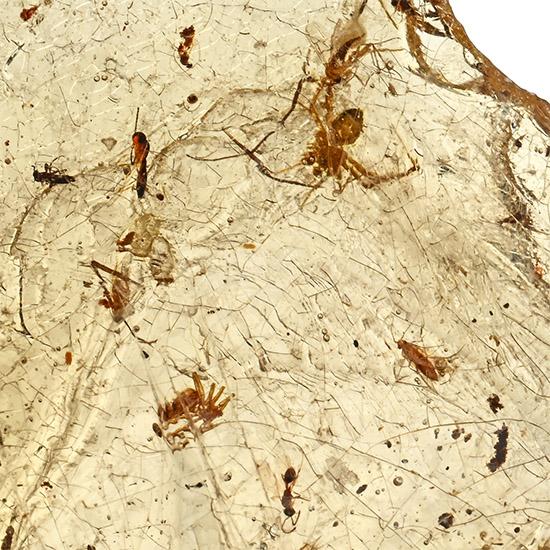 Polished Copal with Spiders and Other Insects
