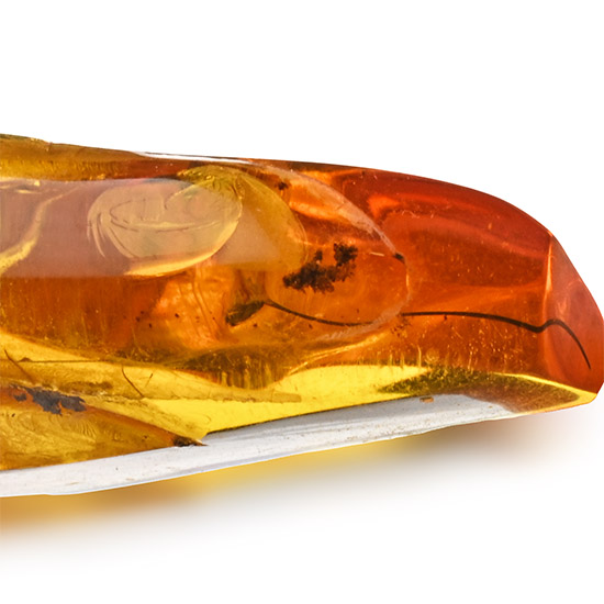 Polished Baltic Amber with an Insect and Other Inclusions