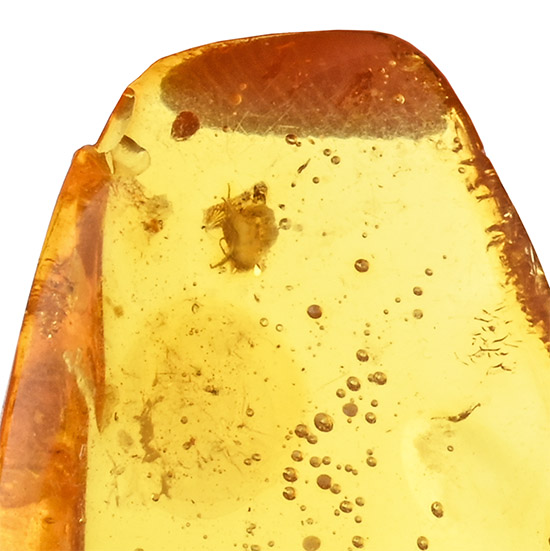 Polished Baltic Amber with an Insect