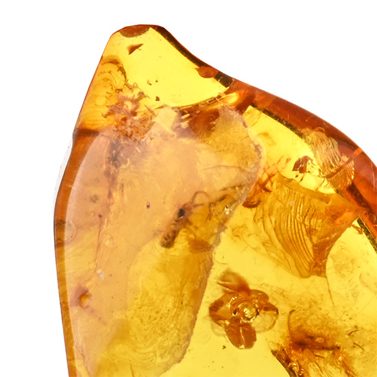 Polished Baltic Amber with Insect