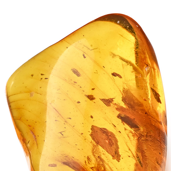 Polished Baltic Amber with Insect and Other Inclusions