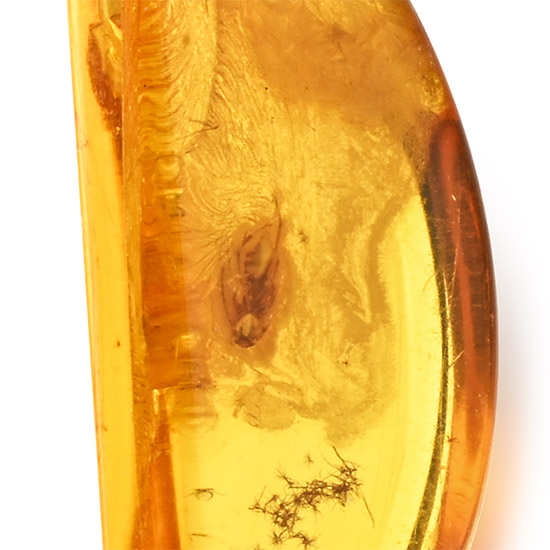Polished Baltic Amber with an Insect