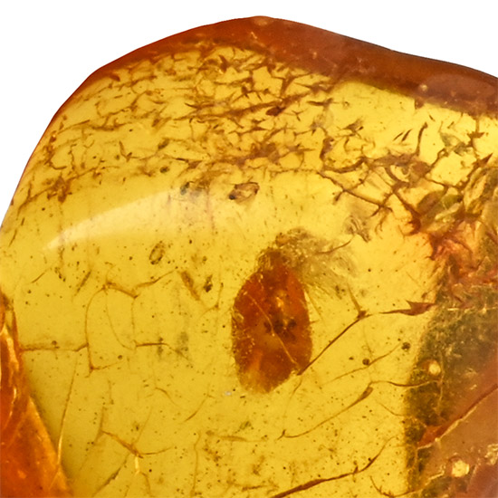 Polished Baltic Amber with an Insect