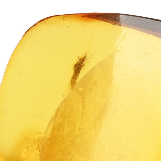 Polished Baltic Amber with Fly