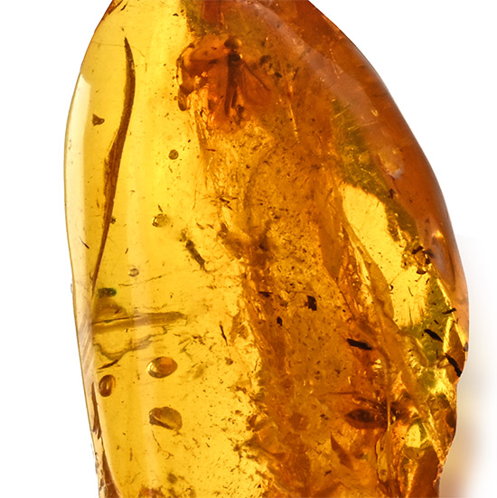 Polished Baltic Amber with Fly and Other Inclusions