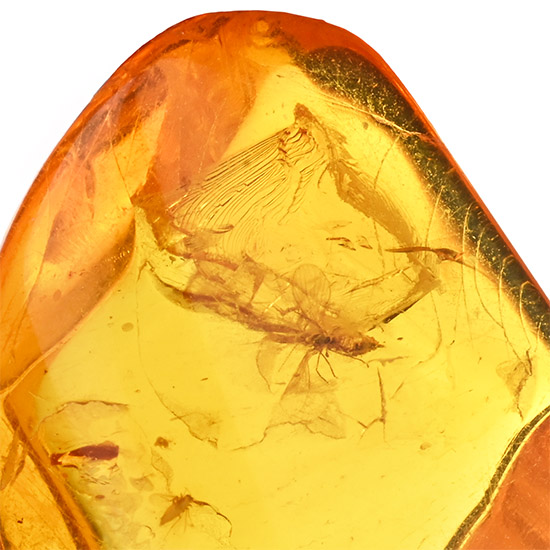 Polished Baltic Amber with Fly