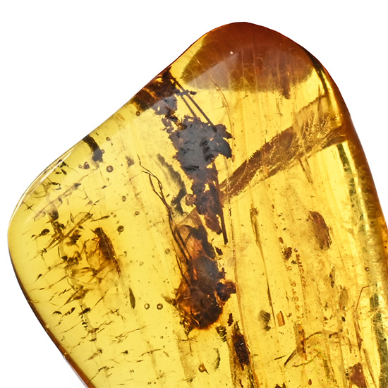 Polished Baltic Amber with a Flying Insect and Other Inclusions