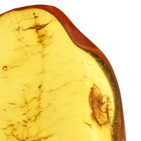 Polished Baltic Amber with Fly