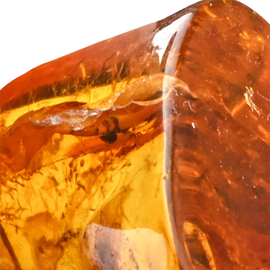Polished Baltic Amber with Fly and Other Inclusions