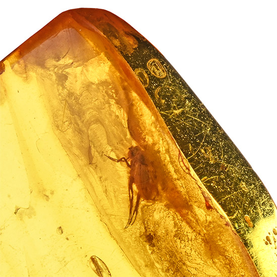 Polished Baltic Amber with Fly