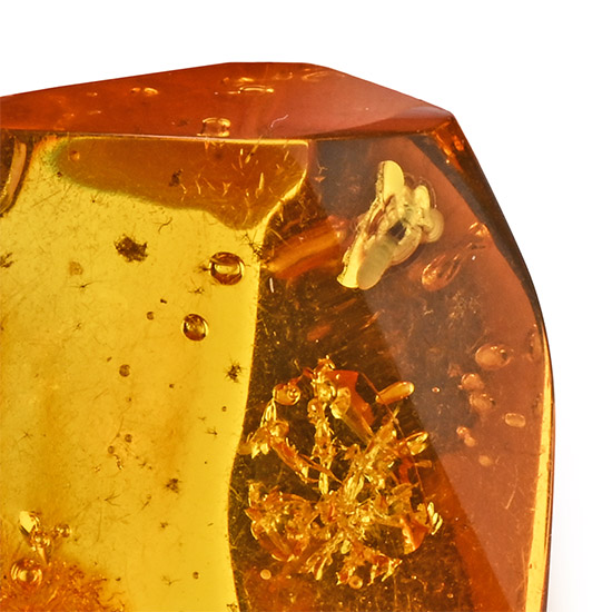 Polished Baltic Amber with Fly