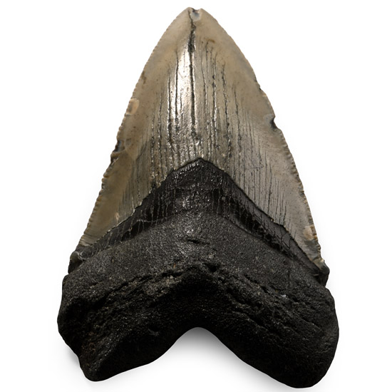 Megalodon Extinct Giant Shark Fossil Tooth