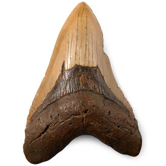 Large Megalodon Extinct Giant Shark Fossil Tooth