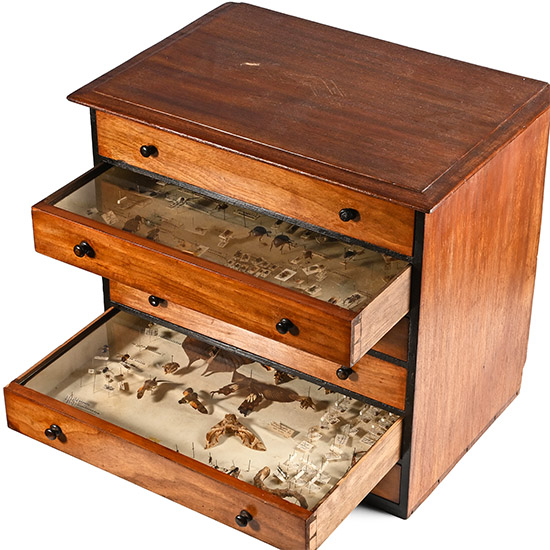 Victorian Collectors Cabinet of Drawers with Entomological Collection