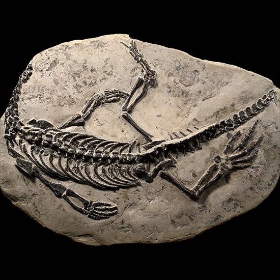 Claudiosaurus Fossil Marine Reptile Skeleton in Matrix