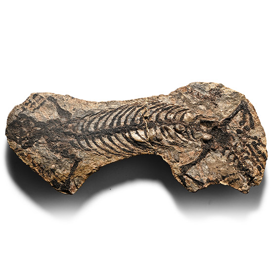 Fossil Barasaurus Skeleton in Matrix