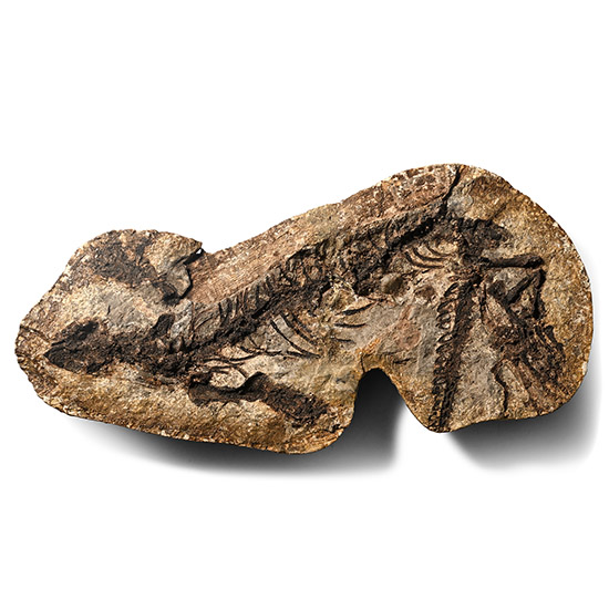 Fossil Barasaurus Skeleton in Matrix