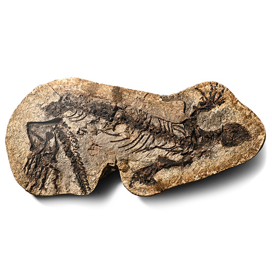 Fossil Barasaurus Skeleton in Matrix