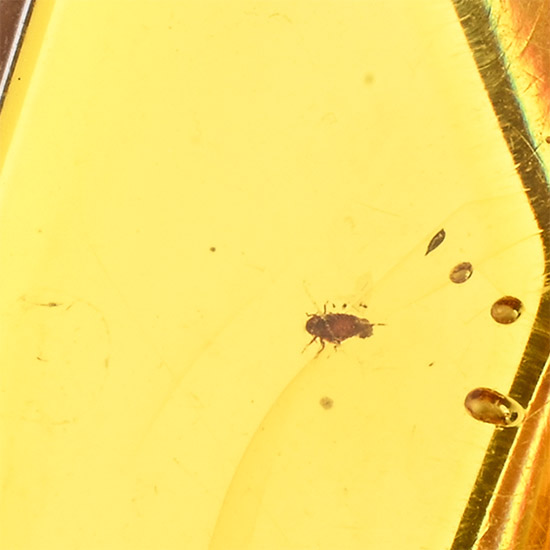 Polished Baltic Amber with Midge