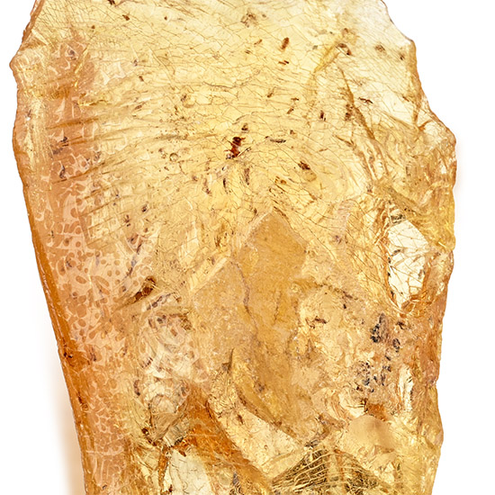 Large Polished Copal with Insects