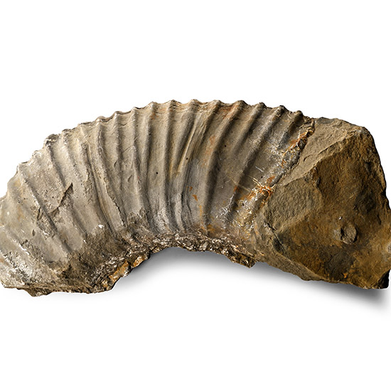 Large British Fossil Ammonite Section