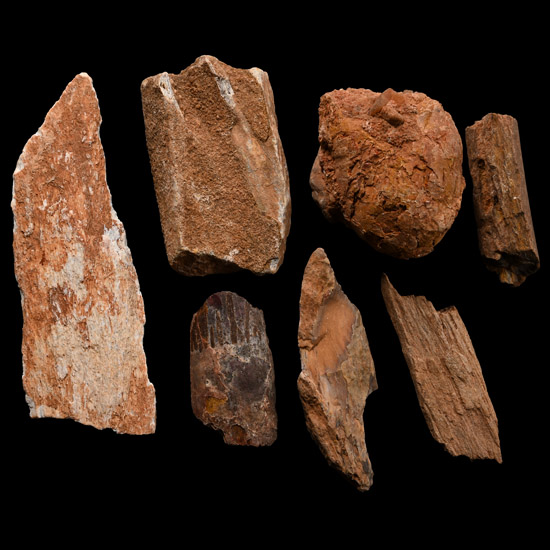 Spinosaurus Dinosaur Fossil Bone Fragment Group