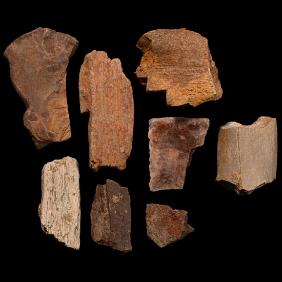 Spinosaurus Dinosaur Fossil Bone Fragments