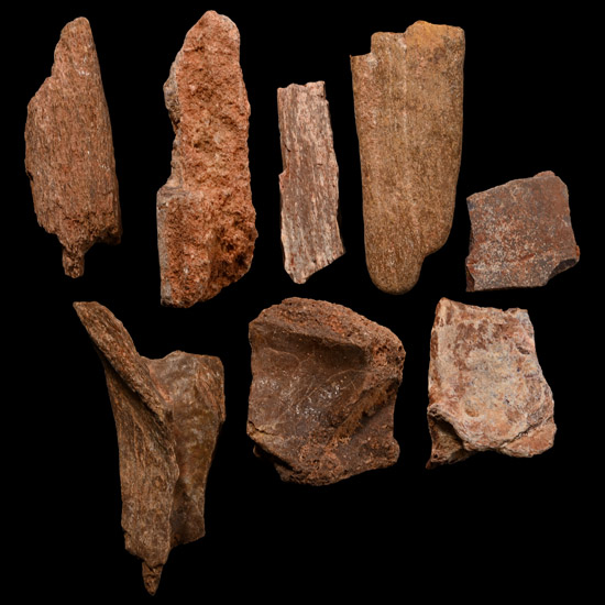 Spinosaurus Dinosaur Fossil Bone Fragment Collection