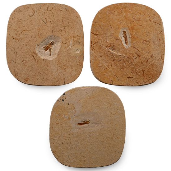 Fossil Grasshopper in Matrix Group