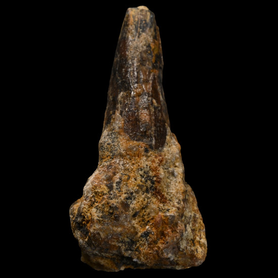 Carcharodontosaurus North African T-Rex Fossil Dinosaur Tooth