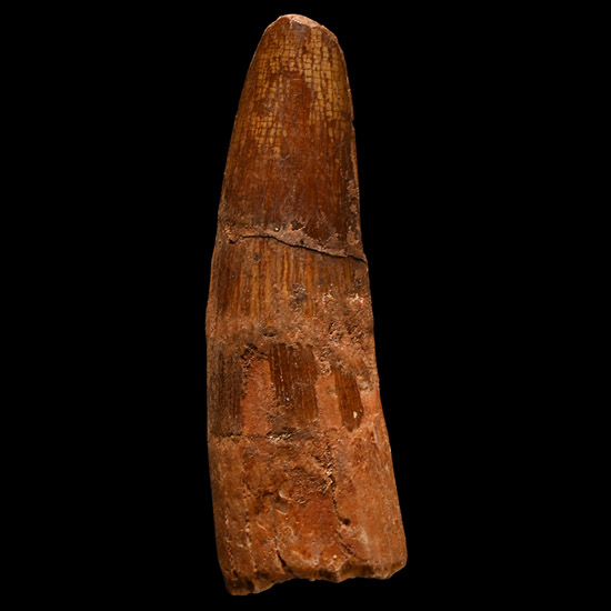 Spinosaurus Dinosaur Fossil Tooth