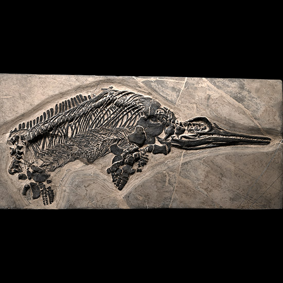 Fossil Ichthyosaur Skeleton